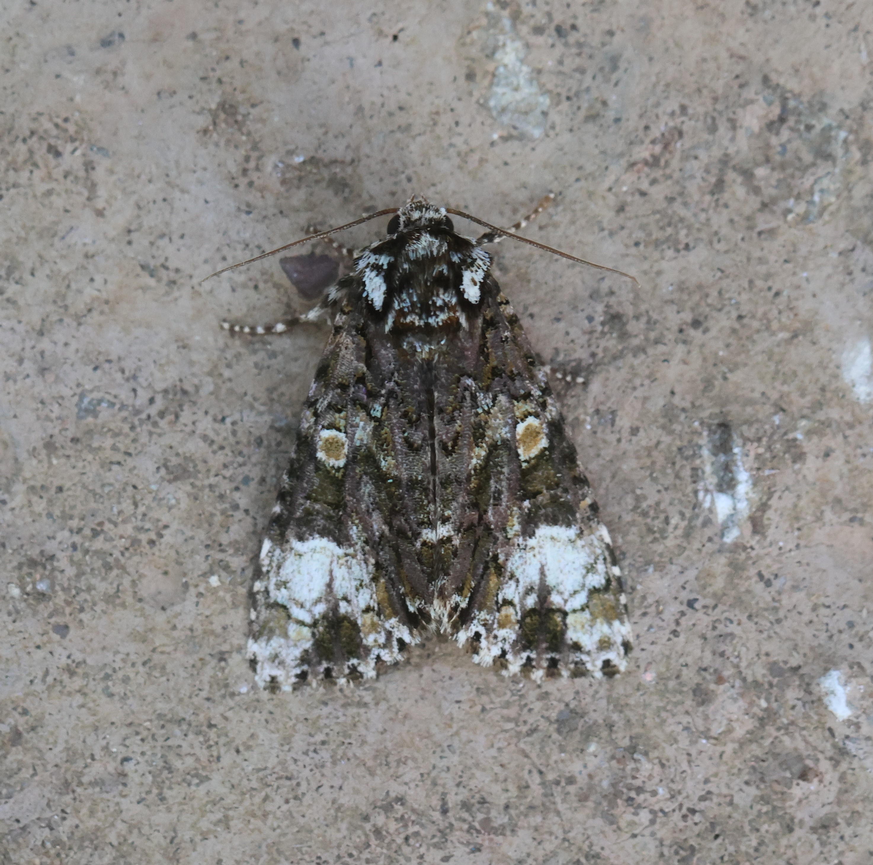 Photo of Coronet (Craniophora ligustri)